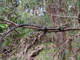 2022-03-24 water dragon.jpg